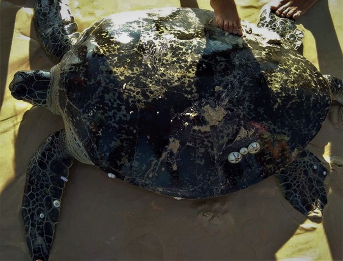 Rùa biển khủng có trong sách đỏ dính lưới ngư dân - Ảnh 1.