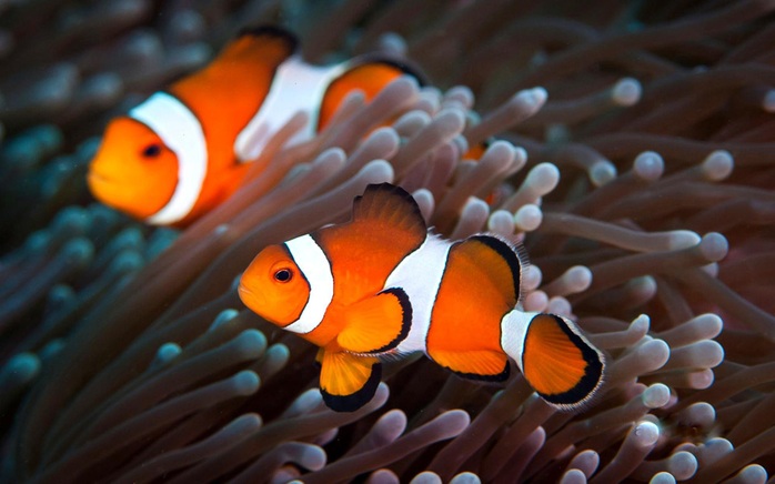 Quan hệ tình dục kén chọn khiến cá Nemo cạn đường sống - Ảnh 1.