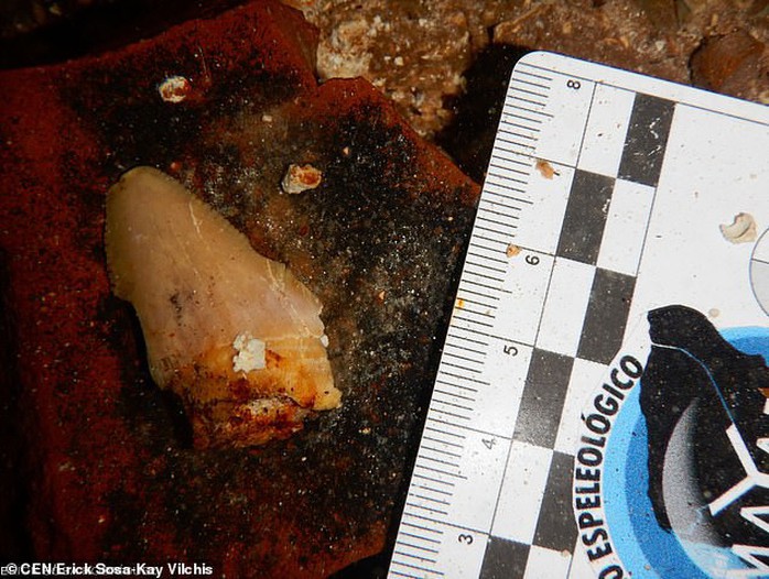 Dấu vết cá mập quái thú 2,5 triệu tuổi xuất hiện… giữa thành phố - Ảnh 3.
