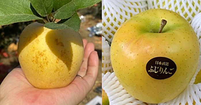 Táo vàng Trung Quốc gắn mác Mỹ, Nhật - Ảnh 1. Táo vàng Trung Quốc gắn mác Mỹ, Nhật - Ảnh 1.