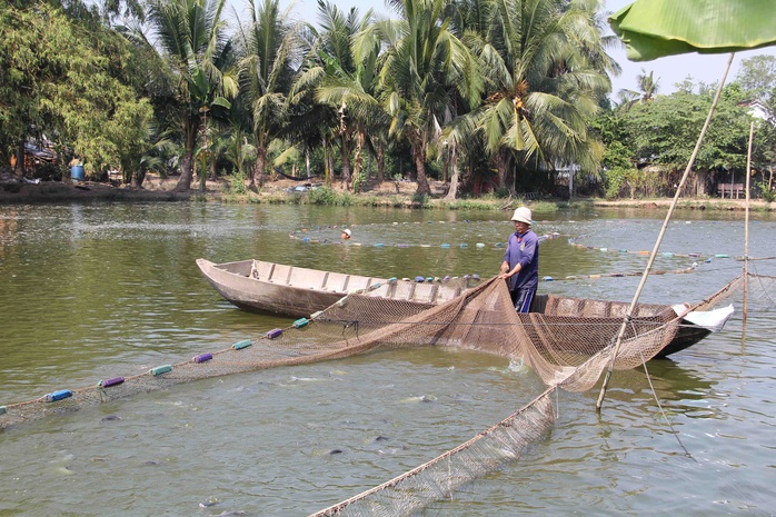 Cá tra giống rớt giá, người nuôi lỗ nặng - Ảnh 1.