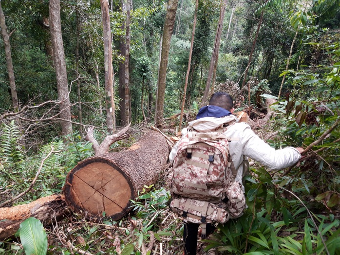 Phát hiện vụ phá rừng quy mô lớn ở Kon Tum - Ảnh 2.