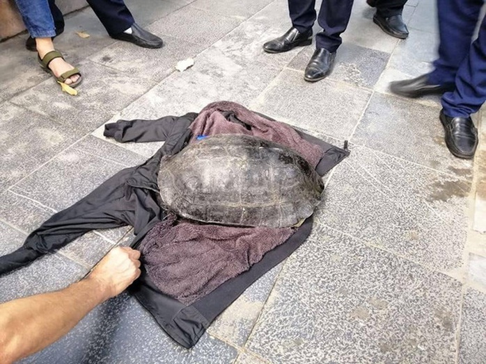 Xác minh bất ngờ vụ câu trộm rùa nặng hơn 10 kg nổi ở hồ Gươm - Ảnh 1.