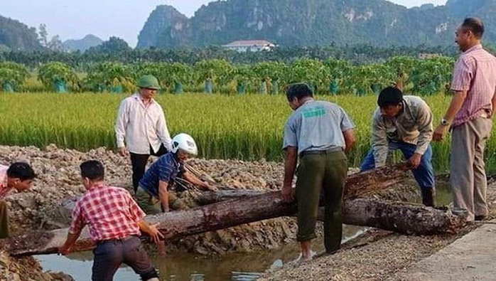 Phát hiện bãi cọc quý hàng ngàn năm tuổi ở Hải Phòng - Ảnh 2.