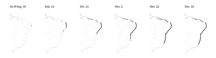 4.400 km bờ biển Brazil chết tức tưởi vì “thủy triều đen” bí ẩn - Ảnh 5.