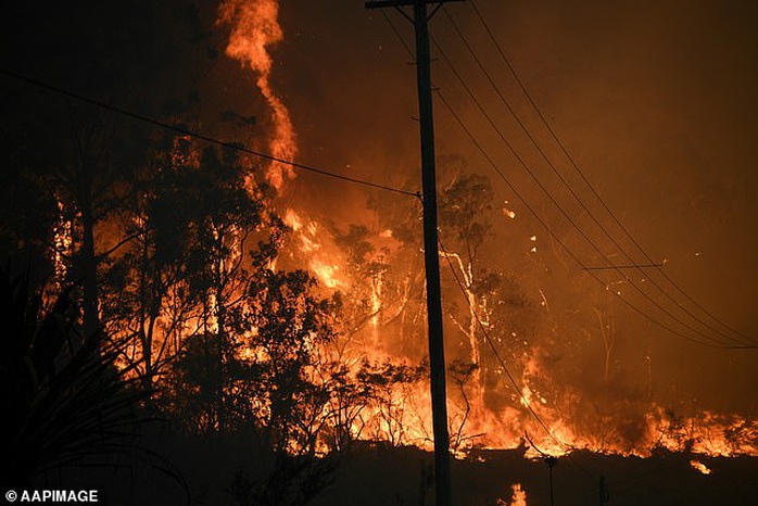 Cháy rừng ở Úc: Động vật hoang dã bỏ chạy về phố - Ảnh 1.