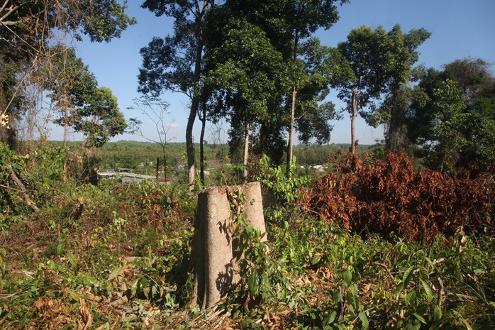 Đồng Nai vào cuộc làm rõ một vụ phá rừng trong khu bảo tồn - Ảnh 1.