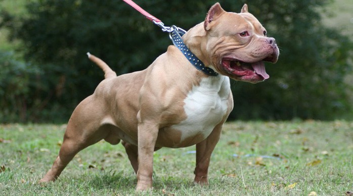 Hai mẹ con bé gái 4 tuổi bị chó Pitbull cắn nguy kịch - Ảnh 1.