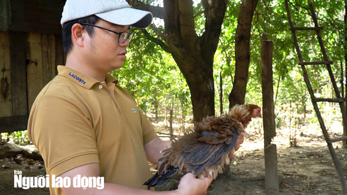 Kì lạ giống gà lông ngược, chỉ nuôi chứ không bán - Ảnh 8.