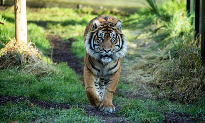 Hổ Sumatra đực giết con cái ngay lần hẹn hò đầu tiên - Ảnh 1.