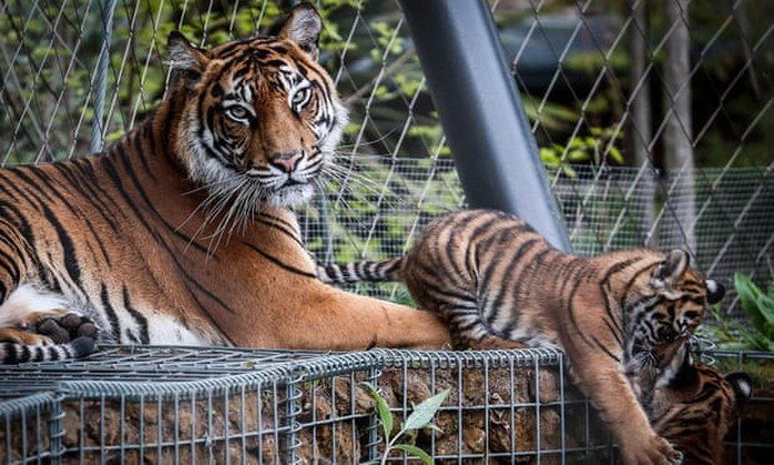 Hổ Sumatra đực giết con cái ngay lần hẹn hò đầu tiên - Ảnh 2.