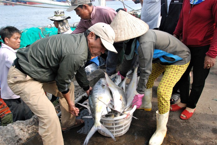 Đầu năm ra biển, ngư dân Quảng Trị trúng đàn cá bè gần 140 tấn - Ảnh 1.