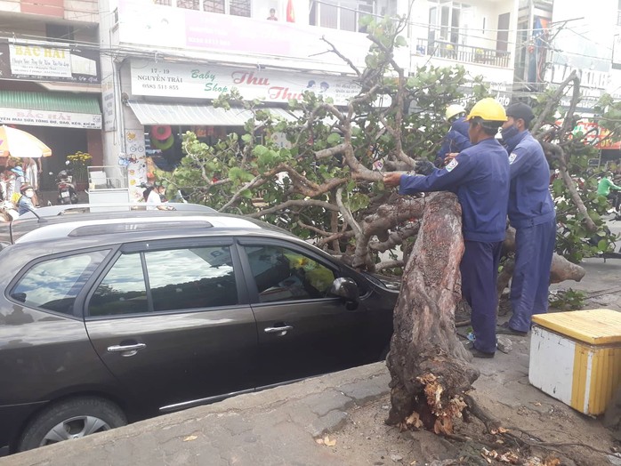 Nha Trang: Cây xanh bật gốc khiến 1 du khách nhập viện  - Ảnh 1.