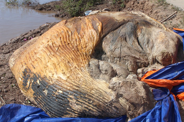 Dân kéo đến xem xác cá voi khủng trôi vào bờ, đang phân hủy nặng - Ảnh 2.
