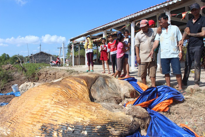 Dân kéo đến xem xác cá voi khủng trôi vào bờ, đang phân hủy nặng - Ảnh 3.
