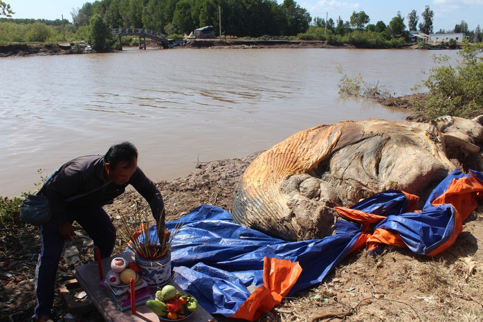 Dân kéo đến xem xác cá voi khủng trôi vào bờ, đang phân hủy nặng - Ảnh 5.
