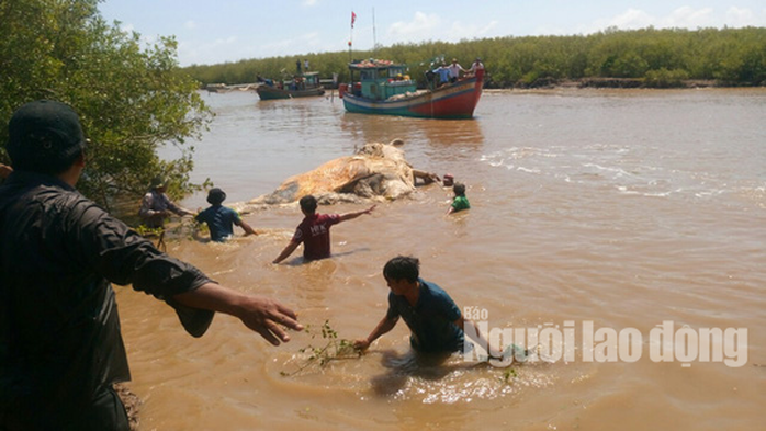 Xẻ thịt cá voi “khủng” 10 tấn đem chôn, xương đem vào miếu thờ - Ảnh 1.