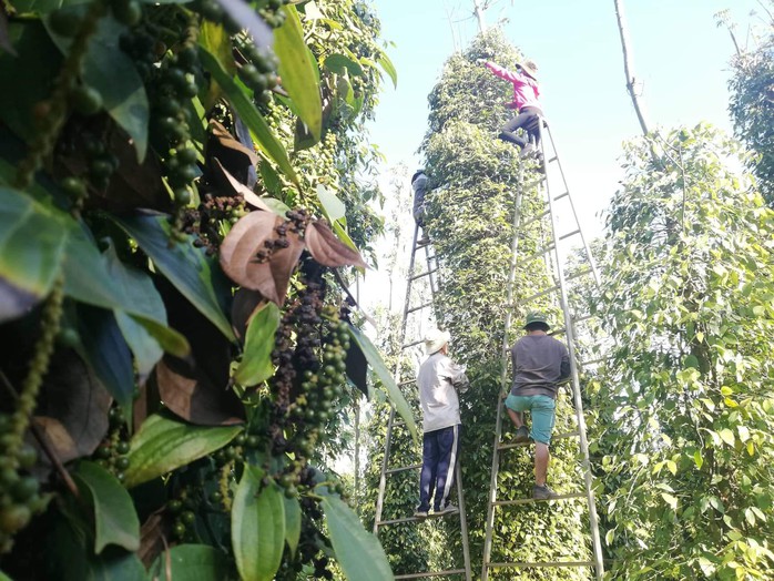 Giá tiêu xuống thấp, bộ đội, công an giúp dân thu hoạch  - Ảnh 3.