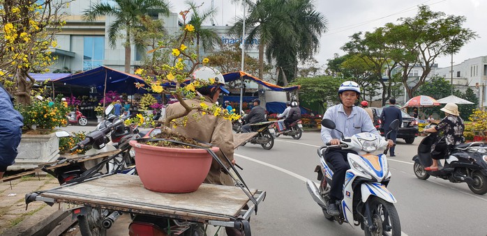 Đà Nẵng: Mai Tết đầy chợ, người mua thưa thớt - Ảnh 11.