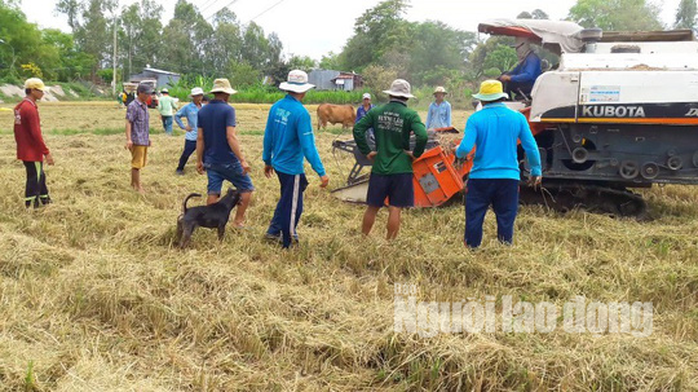 Về miền Tây xem cảnh hò reo săn chuột đồng độc nhất vô nhị - Ảnh 1.