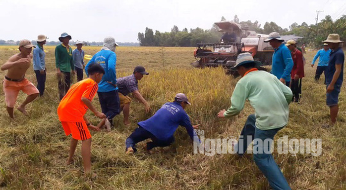 Về miền Tây xem cảnh hò reo săn chuột đồng độc nhất vô nhị - Ảnh 2.