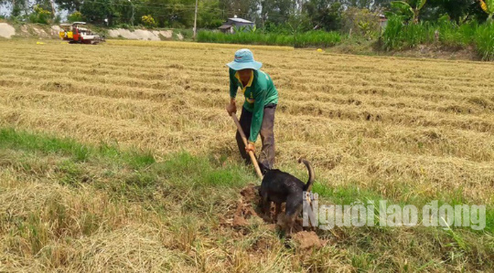 Về miền Tây xem cảnh hò reo săn chuột đồng độc nhất vô nhị - Ảnh 7.