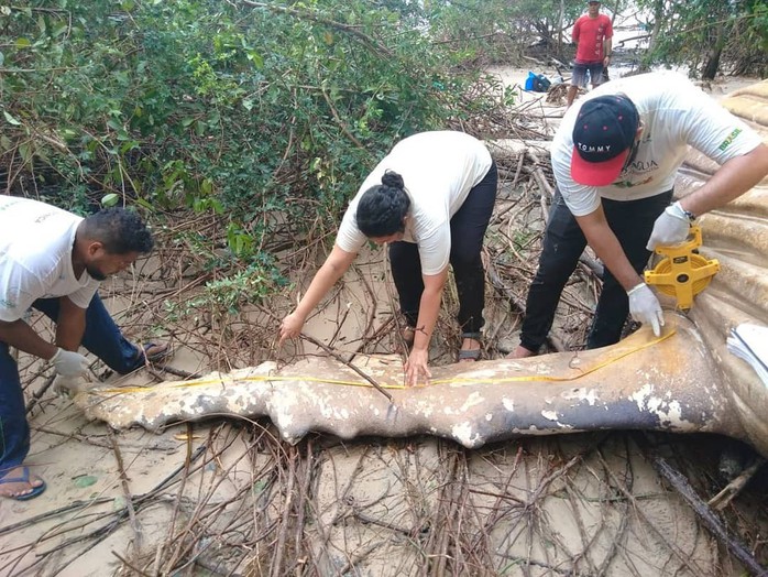 Cá voi dài 11 m chết trong... rừng rậm Amazon - Ảnh 1.