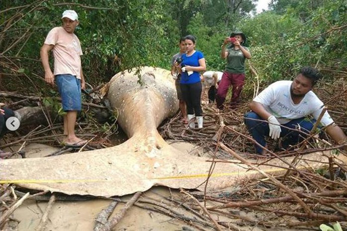 Cá voi dài 11 m chết trong... rừng rậm Amazon - Ảnh 3.