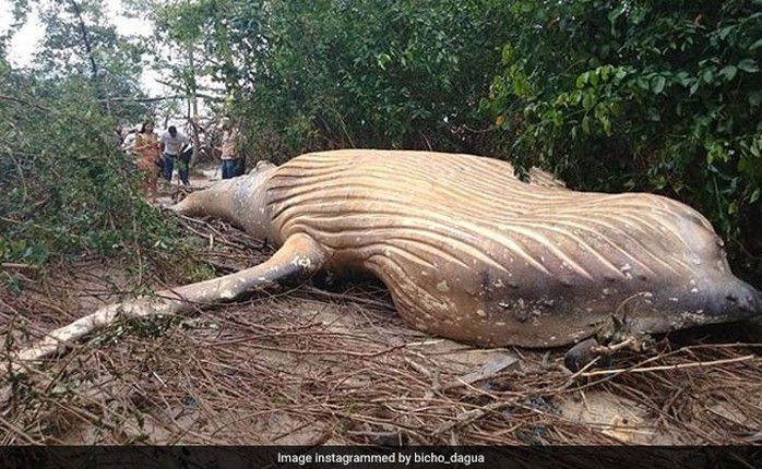 Cá voi dài 11 m chết trong... rừng rậm Amazon - Ảnh 2.
