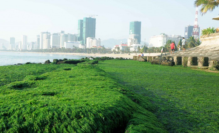 Ngắm bãi rêu xanh tuyệt đẹp hút khách ở Nha Trang - Ảnh 2.