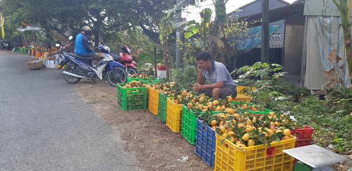 Vương quốc quýt hồng Lai Vung “hốt bạc” nhờ bán được giá cao - Ảnh 3.