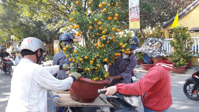 Hội An: Hoa Tết giảm giá gấp 5 lần, người dân đổ xô đi mua - Ảnh 2.