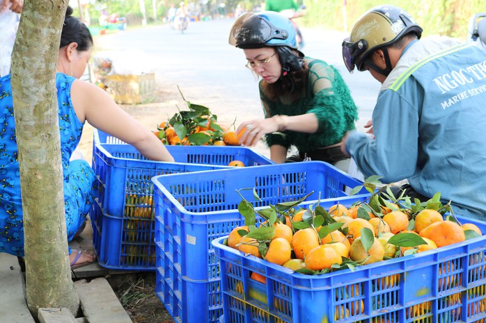 Vương quốc quýt hồng Lai Vung “hốt bạc” nhờ bán được giá cao - Ảnh 8.