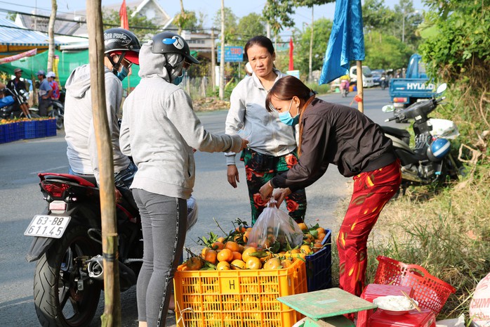 Vương quốc quýt hồng Lai Vung “hốt bạc” nhờ bán được giá cao - Ảnh 9.