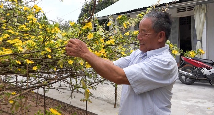 Về miền Tây, ngắm nhan sắc lão mai vàng nở hoa tuyệt đẹp - Ảnh 5.