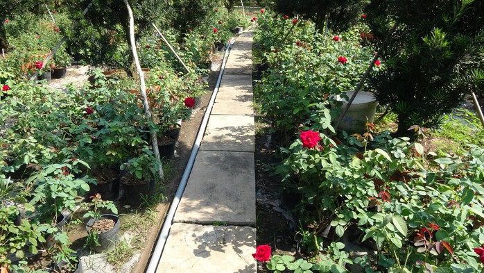 Du Xuân ngắm vườn hoa hồng lớn nhất miền Tây - Ảnh 6.