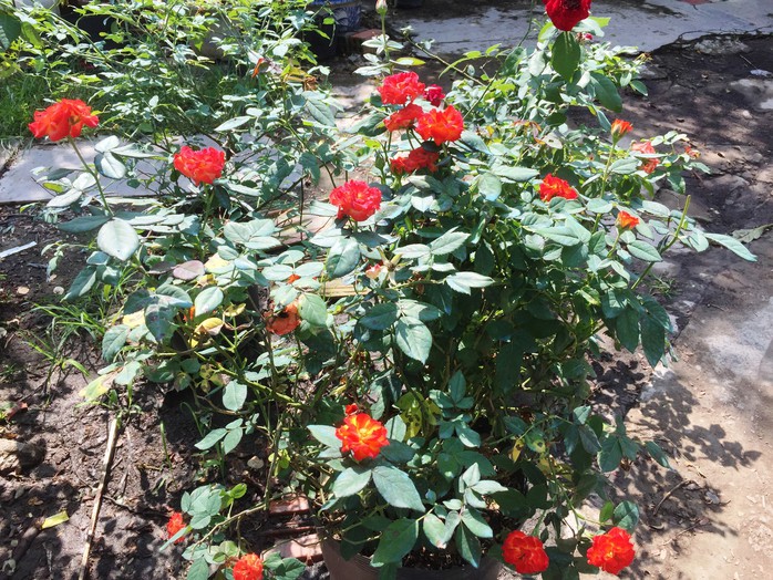 Du Xuân ngắm vườn hoa hồng lớn nhất miền Tây - Ảnh 10.