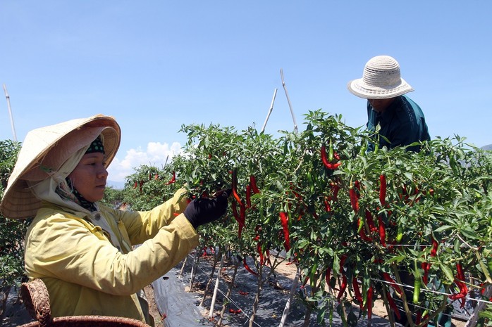 Trồng ớt Hàn Quốc, nông dân miền núi Ninh Thuận lãi đậm - Ảnh 1.