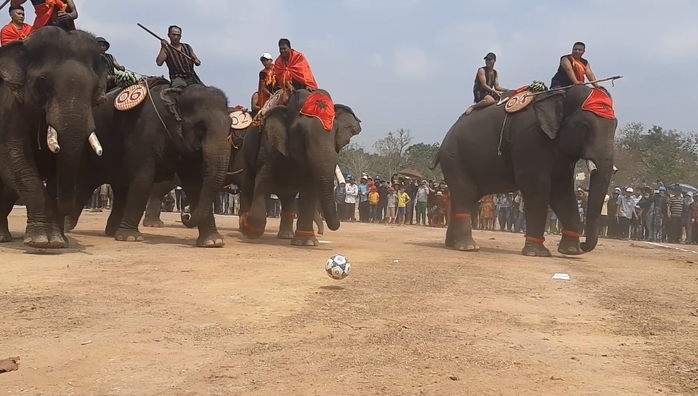 Hàng ngàn người đội nắng xem voi dự tiệc buffet, đá bóng, chạy đua - Ảnh 8.