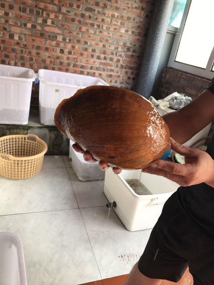 Ốc tu lơn là con gì mà nửa triệu/kg, 6 người ăn không hết? - Ảnh 1. Ốc tu lơn là con gì mà nửa triệu/kg, 6 người ăn không hết? - Ảnh 1.