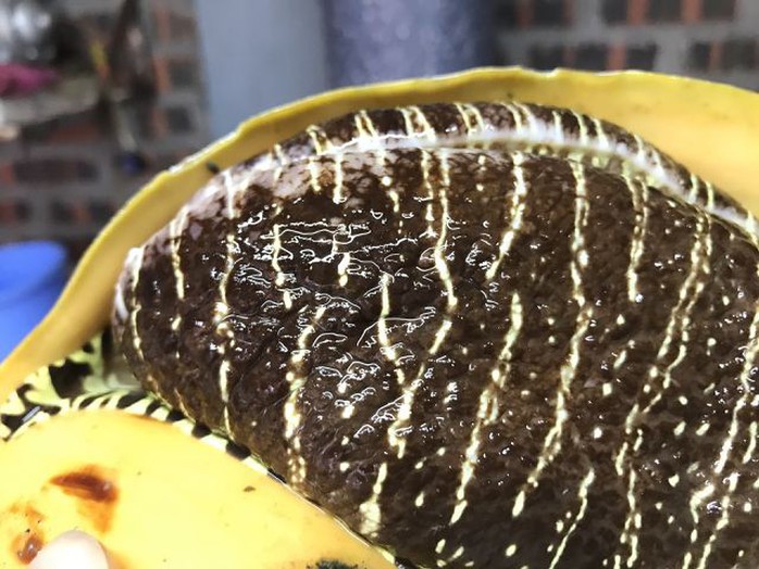 Ốc tu lơn là con gì mà nửa triệu/kg, 6 người ăn không hết? - Ảnh 3. Ốc tu lơn là con gì mà nửa triệu/kg, 6 người ăn không hết? - Ảnh 3.