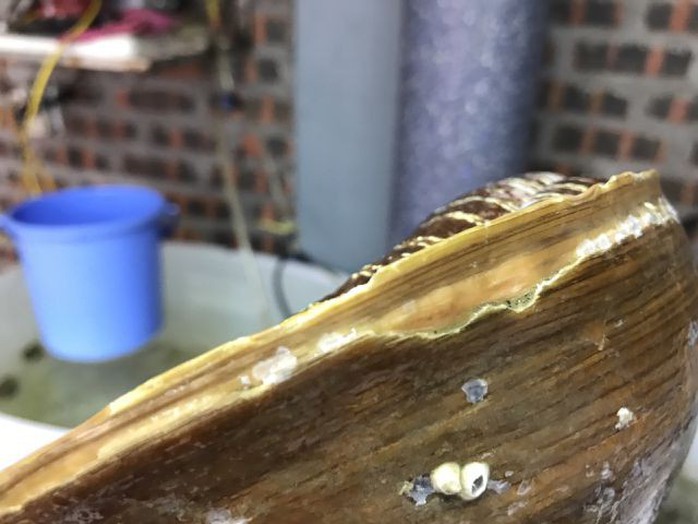 Ốc tu lơn là con gì mà nửa triệu/kg, 6 người ăn không hết? - Ảnh 4. Ốc tu lơn là con gì mà nửa triệu/kg, 6 người ăn không hết? - Ảnh 4.