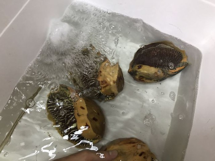 Ốc tu lơn là con gì mà nửa triệu/kg, 6 người ăn không hết? - Ảnh 5. Ốc tu lơn là con gì mà nửa triệu/kg, 6 người ăn không hết? - Ảnh 5.