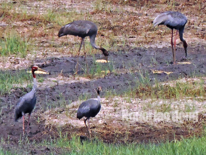 Gia đình Sếu đầu đỏ dìu dắt nhau về khu Ramsar thứ 2.000 của thế giới - Ảnh 2.