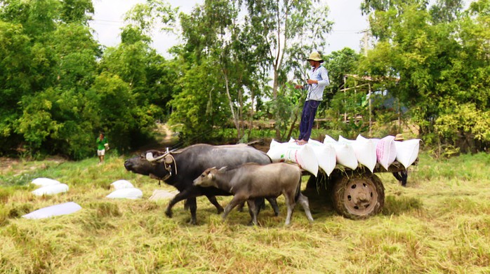 Trâu kéo lúa ở miền Tây giữ lại nét văn hóa nông nghiệp Nam bộ - Ảnh 2.
