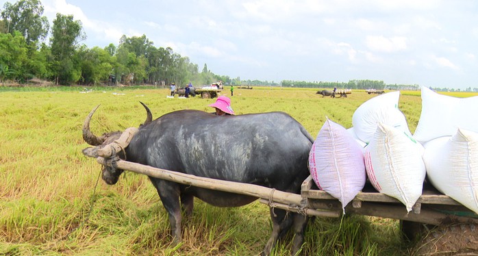 Trâu kéo lúa ở miền Tây giữ lại nét văn hóa nông nghiệp Nam bộ - Ảnh 3.