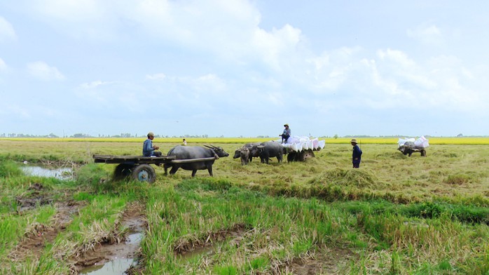 Trâu kéo lúa ở miền Tây giữ lại nét văn hóa nông nghiệp Nam bộ - Ảnh 5.