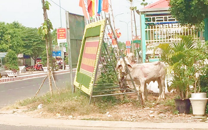 Xe bò tự chế gây họa khi... vượt đèn đỏ - Ảnh 2.