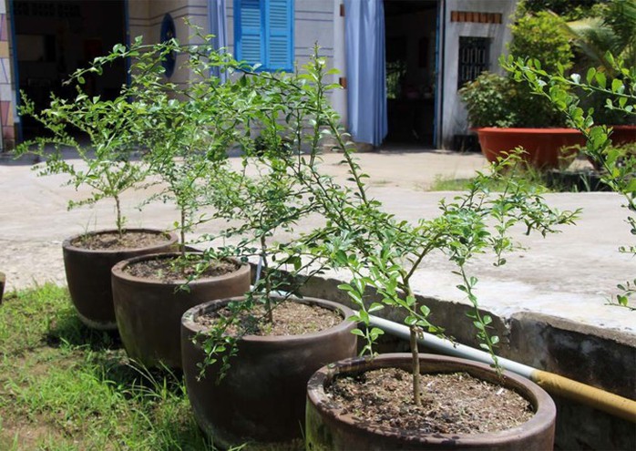 Miền Tây xuất hiện quả chanh tí hon chứa cả ngàn hạt trứng cá long lanh - Ảnh 7. Miền Tây xuất hiện quả chanh tí hon chứa cả ngàn hạt trứng cá long lanh - Ảnh 7.