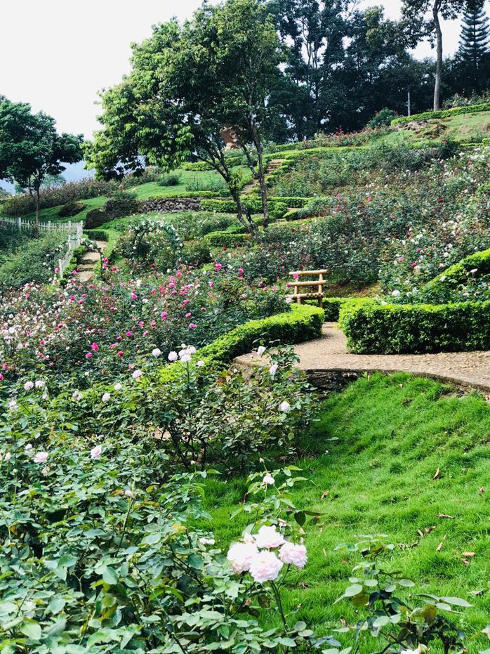 Sững sờ trước vườn hồng 3,5 ha tuyệt đẹp vừa nhận kỷ lục Việt Nam - Ảnh 14.